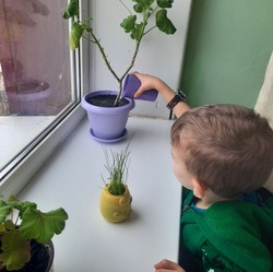 Центр помощи детям «Ручеёк» запустил проект «Огород на подоконнике»