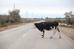 В Икрянинском районе планируют решить проблему бродячего скота 