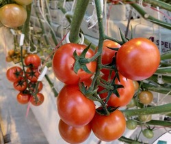 Урожай помидоров в тепличном комплексе «Кедр» в Икрянинском районе бьёт рекорды