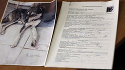 Икрянинцев призвали сообщать о фактах, когда чипированные собаки дают потомство
