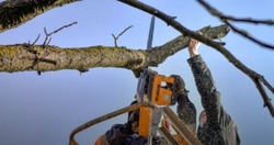 В Икрянинском районе проведут опиловку деревьев семьям участников СВО