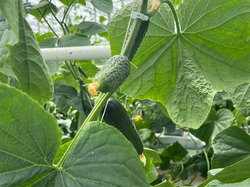 В Икрянинском районе выращено 36 тонн тепличных огурцов