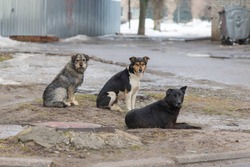 На отлов бездомных собак в Икрянинском районе потратят более трёх миллионов рублей