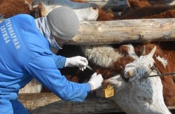 Икрянинским фермерам рассказали о последствиях бруцеллёза