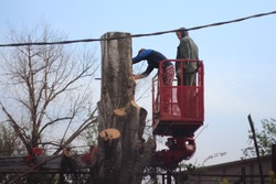 В Икрянинском районе ликвидируют сухие деревья