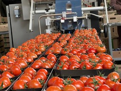 Икрянинский тепличный комплекс обеспечивает свежими овощами российские регионы