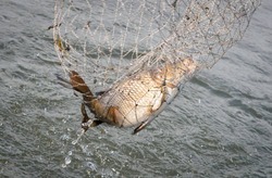 В Икрянинском районе местные жители незаконно добывали рыбу
