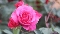 Икрянинцы все чаще отдают предпочтение розам при благоустройстве дворов