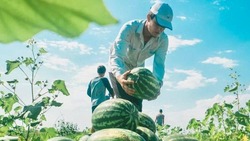 В Астраханской области планируют собрать около 320 тысяч тонн арбузов и дынь
