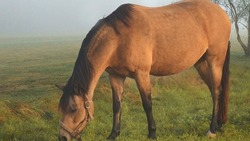 В Астраханской области появятся ограничения при разведении лошадей