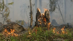 За препятствование в тушении лесных пожаров в Икрянинском районе будут штрафовать  