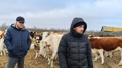 Икрянинский район борется с теневой экономикой в животноводстве