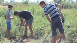 В Икрянинском районе стартовала третья рабочая смена для подростков