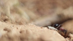 Астраханский энтомолог рассказала об опасных для человека муравьях