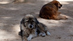 Астраханцы считают важным гуманно относиться к безнадзорным животным