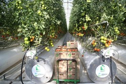 Икрянинский тепличный комплекс «Кедр» подвел итоги 2025 года