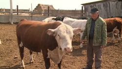 Икрянинский фермер покажет своих коров на областной выставке